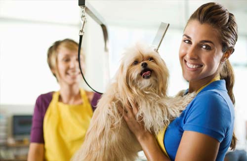 Vet working with animals